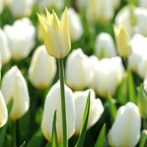 Meet your Posher, Elva